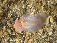 Notocochlis dillwynii