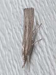 Pediasia trisecta