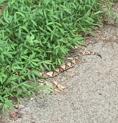 Agkistrodon contortrix