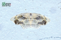 Leucoblepsis renifera