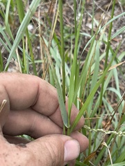 Tridens albescens