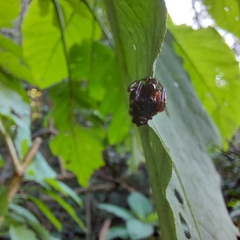 Verrucosa meridionalis