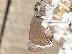 Erynnis tristis