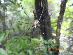Nephila pilipes