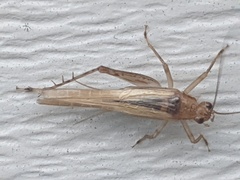 Anaxipha exigua