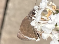 Erynnis tristis