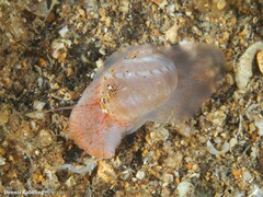 Notocochlis dillwynii