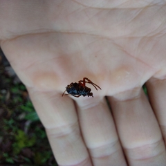 Verrucosa meridionalis