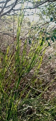 Equisetum