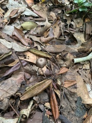 Panaeolus papilionaceus