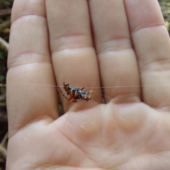 Verrucosa meridionalis