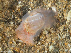 Notocochlis dillwynii