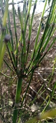 Equisetum