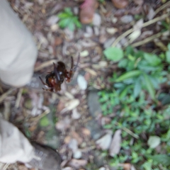 Verrucosa meridionalis