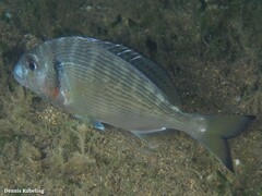 Sparus auratus