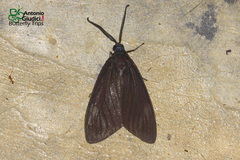 Cyclosia macularia