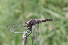 Sympetrum danae