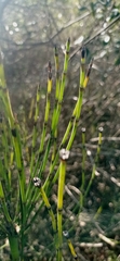 Equisetum