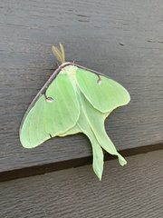 Actias luna