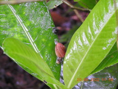 Ariophantidae