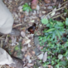 Verrucosa meridionalis