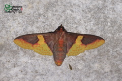 Pachynoa purpuralis