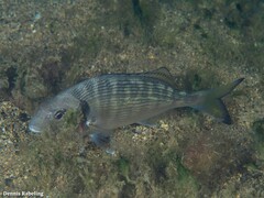 Sparus auratus