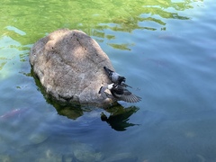 Columba livia domestica