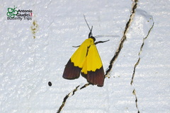 Pseudoscaptia rothschildi