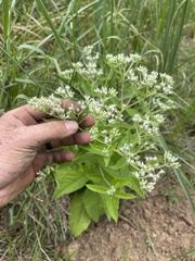 Eupatorium × truncatum