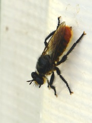 Laphria
