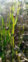 Equisetum