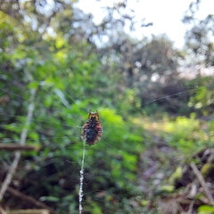 Verrucosa meridionalis