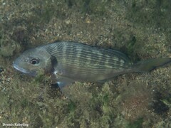 Sparus auratus