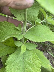 Eupatorium × truncatum