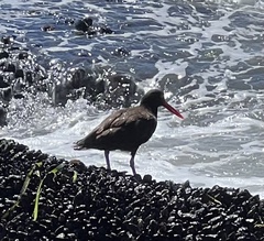 Haematopus bachmani