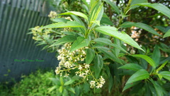 Baccharis latifolia