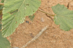 Paragus