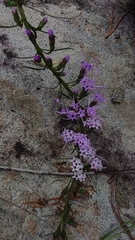 Liatris microcephala