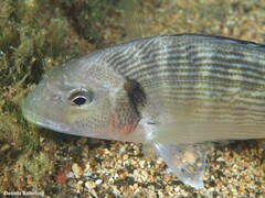 Sparus auratus