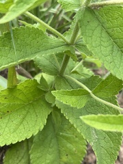 Eupatorium × truncatum
