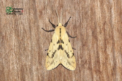 Spilosoma