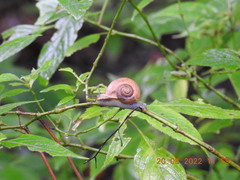 Ariophantidae