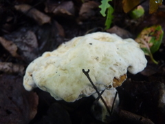 Hypomyces chrysospermus