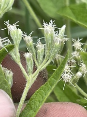Eupatorium × truncatum