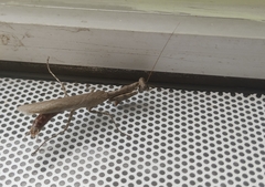 Mantodea