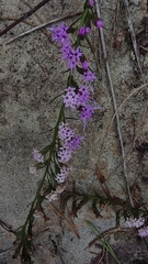 Liatris microcephala