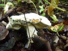 Hypomyces chrysospermus