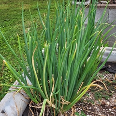 Allium proliferum