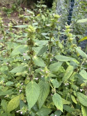 Galeopsis